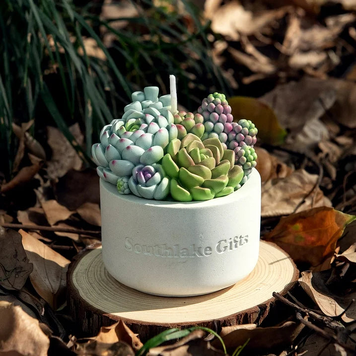 Assorted Succulent Pot Scented Candle